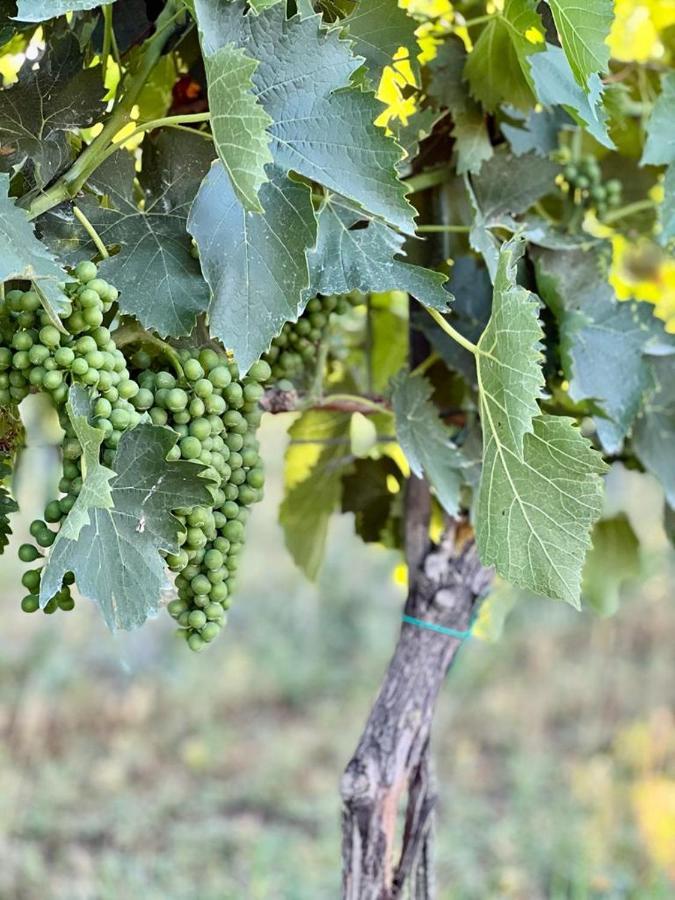 אלברזה Podere Montecorno מראה חיצוני תמונה